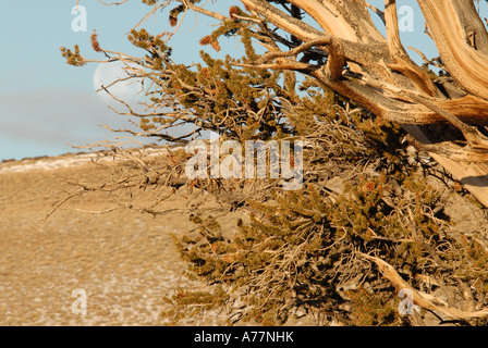 Lehrpfad mit Mond, Bristlecone Kiefer, weisse Berge, kalifornische Stockfoto