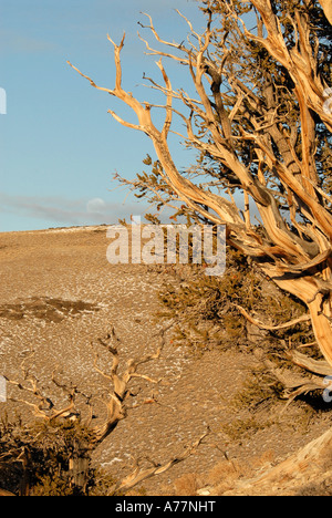 Lehrpfad mit Mond, Bristlecone Kiefer, weisse Berge, kalifornische Stockfoto