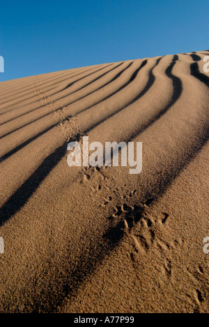 Spuren auf den Sanddünen in der Wüste Thar in Indien Stockfoto