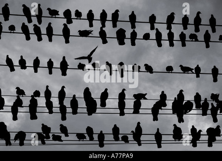 Vogel auf Yangon Telefonleitungen Stockfoto