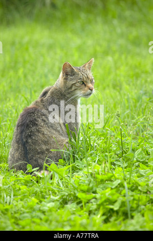 Schottische Wildkatze (Felis Sylvestris Grampia) sitzen Vegetation Stockfoto