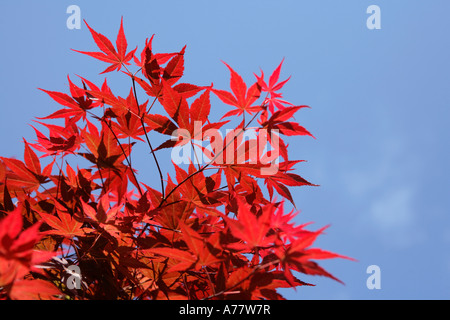 Rote Ahornblätter gegen blauen Himmel Stockfoto