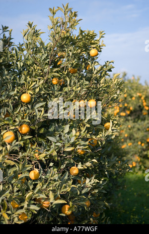Spanien Costa Blanca Alicante Javea Provinz Alicante ist bekannt für seine Orangen-Plantagen Stockfoto