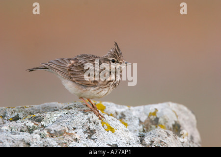 Crested Lark / Haubenlerche Stockfoto