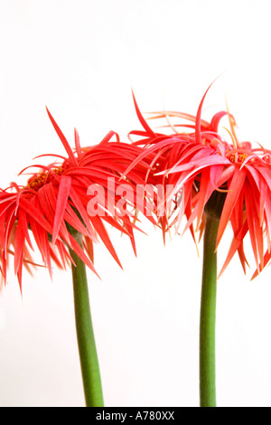 Paar spiky Gerbera Blumen (Gerbera jamesonii) vor weißem Hintergrund Stockfoto