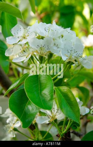 Birne (Pyrus) Blüte in der Blüte im Frühjahr Stockfoto