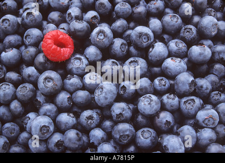 Blaubeeren und einer Himbeere Stockfoto