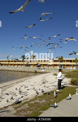 Pensionierte Weibchen fressen Möwen am Ufer des Flusses Frieden in Punta Gorda Florida FL Stockfoto