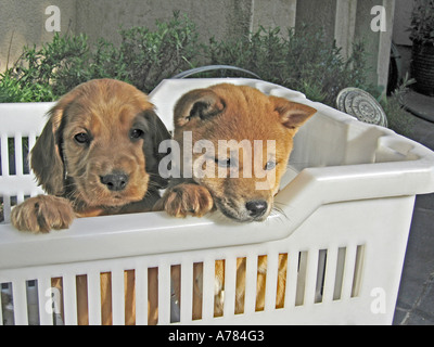 SHIBA INU MIT BRAUNEN WELPEN IN WEIßEN KORB Stockfoto