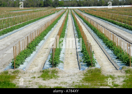 Tomaten Pflanzen in Florida Bereich FL FLA US-Vereinigte Staaten Stockfoto