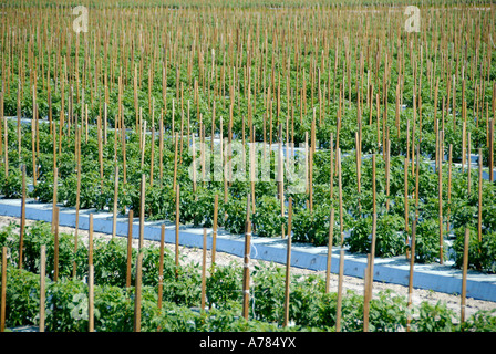 Tomaten Pflanzen in Florida Bereich FL FLA US-Vereinigte Staaten Stockfoto