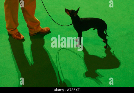 Ein englischer Toy Terrier Hund im Ring auf der Crufts UK 2006 Stockfoto