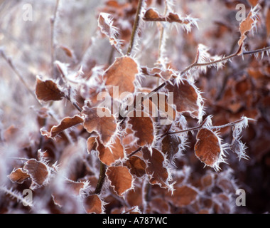 Raureif auf Buche lässt Stockfoto