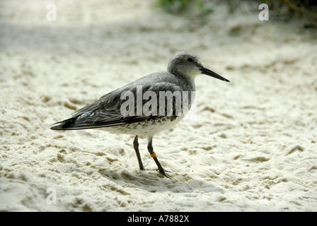 Willet waten Shore Bird auf dem Display an das Florida Aquarium in Tampa Florida FL Stockfoto