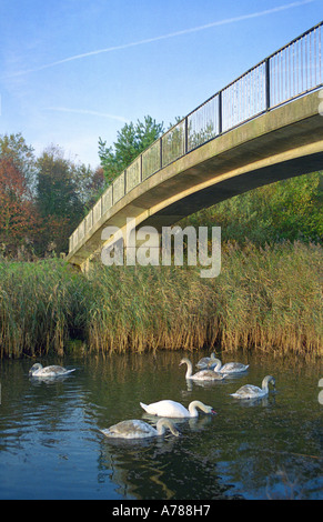 Schwäne auf Sankey St Helens Canal, Sankey Valley Park, Warrington, Herbst 2005 Stockfoto