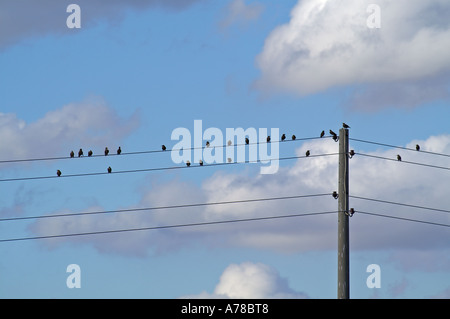 Vögel auf Stromleitungen Stockfoto