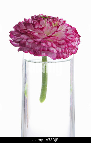 Ein einzelnes stammten Ranunculus Auszeichnung in eine Vase mit Wasser Stockfoto