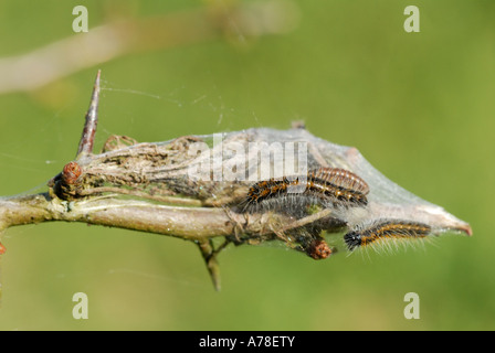 Schwarz-veined White (Aporia Crataegi) Raupen Stockfoto