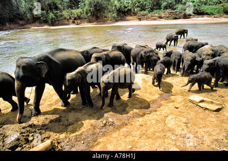 Sri Lanka Pinnewala Waisenhaus Elefanten, so dass Wasser nach dem Baden im Fluss Stockfoto