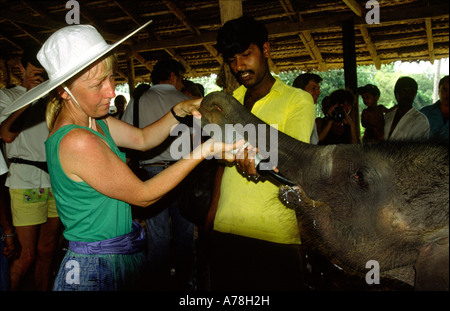 Sri Lanka Pinnewala weibliche Touristen mit der Flasche füttern verwaisten Baby-Elefant Stockfoto