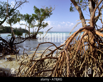 Indien-Andamanen Havelock Nummer vier Dorf Strand Küste Mangroven Stockfoto