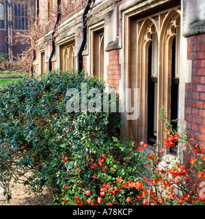 CHAENOMELES Anlage mit orangen Blüten architektonischen Details des Fensters am alten Platz, Inns of Court, Lincoln's Inn in London England UK KATHY DEWITT Stockfoto