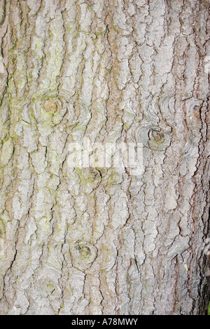 Rinde und Stamm der Grand oder Tiefland Tanne Abies Grandis Neuseeland Christchurch Botanical Gardens Stockfoto