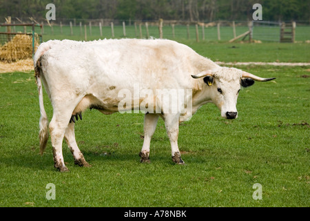 Britische weiße Rinder Kuh seltene Rasse Vertrauen Cotswold Farm Park Tempel Guiting in der Nähe von Stow auf die UK würde Stockfoto