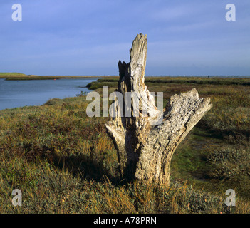 Eine alte verwitterte Baum - Stumpf durch eine Flutwelle Creek an Thornham, Norfolk, England, Vereinigtes Königreich, Europa. Stockfoto
