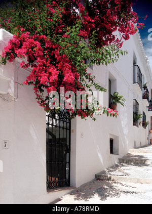 Tumbling Bougainvillea in die wunderschönen Hügel Dorf Frigiliana in der Nähe von Nerja an der Costa Del Sol, Malaga, Andalusien, Spanien Stockfoto