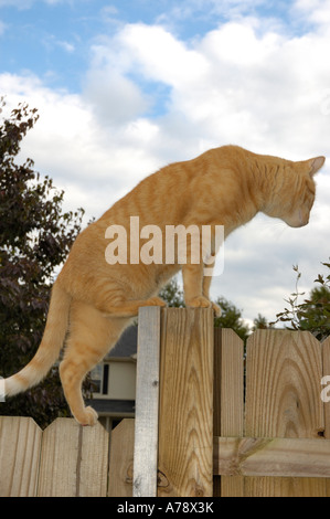 Orange Makrele Tabby Katze auf einem hölzernen Zaun Stockfoto