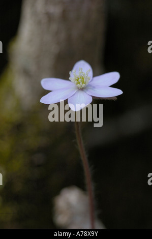 Scharfe gelappt Leberblümchen Wildblumen Stockfoto