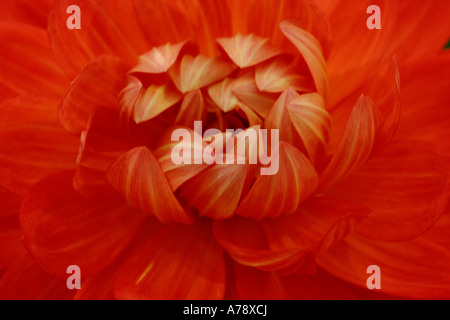 Orange Schneide Dahlien im natürlichen Licht Gewinner von der RHS Herbst Malvern Blume angeordnet anzeigen 06 uk Stockfoto