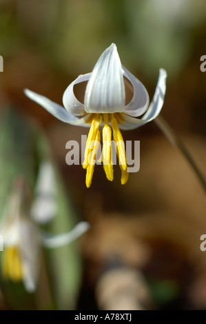 Weiße Forelle Lily Wildblumen Stockfoto