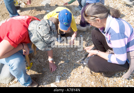 Amateur Geologen knacken wahrscheinlich Felsen offen auf der Suche nach Fossilien entlang der britischen Jurassic Coast, Charmouth, Dorset, England, Großbritannien Stockfoto