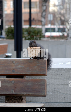 schwarzen Eichhörnchen frisst ein geworfener Weg Sandwich in seiner Vorderpfoten halten Stockfoto