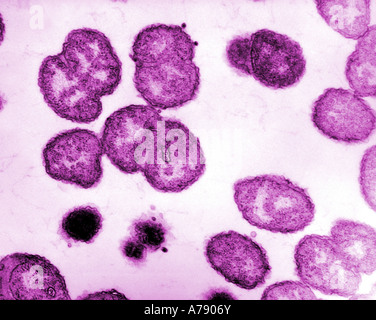 TEM X100, 000 - NEISSERIA GONORRHOEAE Stockfoto