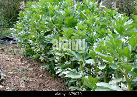 Broad Bean Aquadulce Claudia 15 April ab Mitte November säen Stockfoto