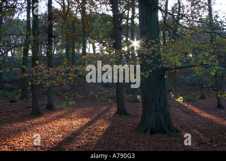 Bradley Wood, Ashbourne, Derbyshire, England Stockfoto