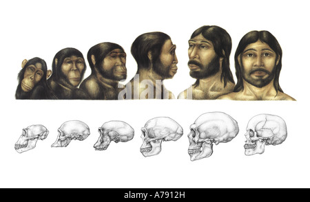 Eine Darstellung, die die evolutionäre Entwicklung des Schädels. Stockfoto