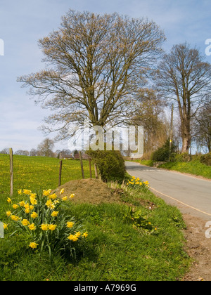 Frühling Zeit und Narzissen auf einen Feldweg in Ilam Village, in der Nähe von Ilam Hall YHA im Peak District, Derbyshire UK Stockfoto