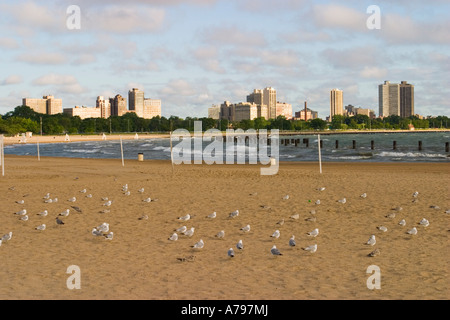 CHICAGO Illinois Möwen sitzen auf Sand am North Avenue Beach am frühen Morgen Wellen am Lake Michigan Stockfoto