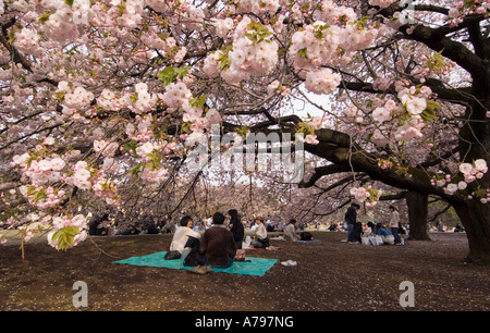 Menschen mit einem Picknick unter Kirschblütenbäumen in Tokio Japan Stockfoto