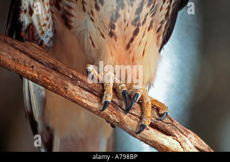 Rot - angebundener Falke Erwachsenen Buteo Jamaicensis Nahaufnahme von Füße zeigen starke Krallen Stockfoto