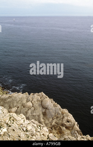 Prähistorische fossile Cycadeen oder Baumstämme in den fossilen Wald Lulworth Dorset-England Stockfoto