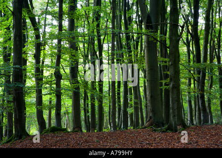 Anfang Herbst Buche Bäume in Grass Wald nahe Grassington Yorkshire Dales England Stockfoto