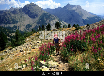 Alp Alpen Frankreich Provence Hautes Alpes Col De La Cayolle in der Nähe von Barcelonnette Stockfoto