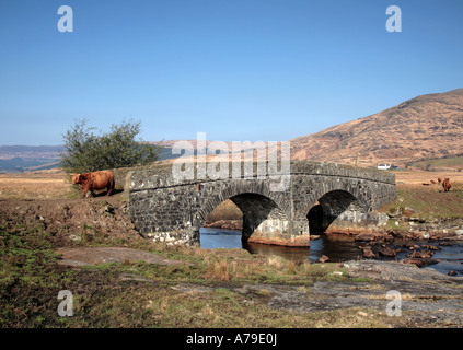 Highland-Kuh, Kreuzung Pack Pferd Brücke, Isle of Mull, Schottland, UK, Europa Stockfoto