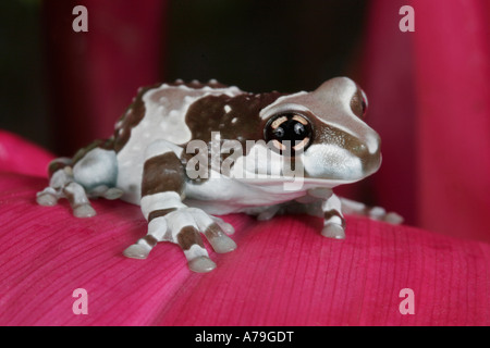 Amazonas Milch Frosch, Phrynohyas Resinifictrix, Südamerika Stockfoto