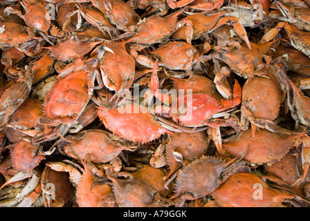 Washington DC frischen Fisch und Schalentiere Lebensmittelmarkt Maine Ave Chesapeake Bay Blue Crab und verschiedene Fische zu verkaufen Stockfoto